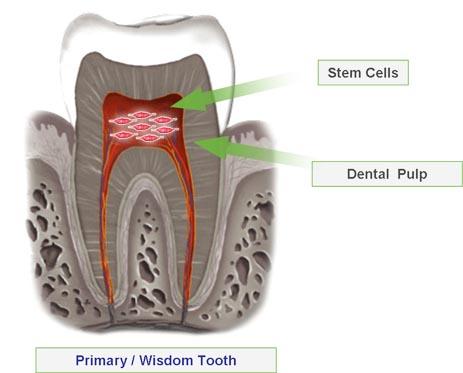 tooth-stem-cell